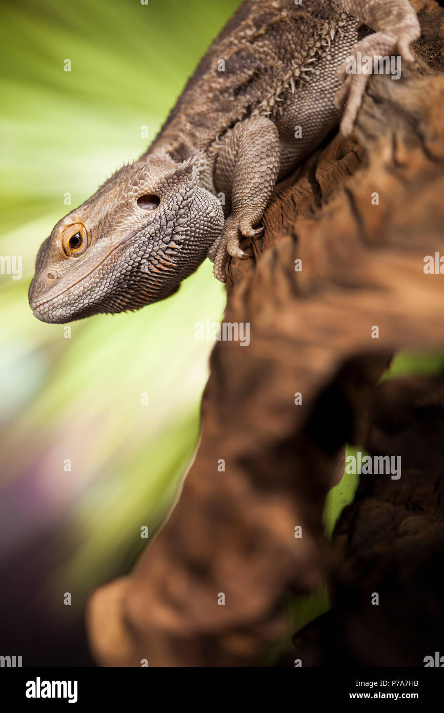 Pet, lizard Bearded Dragon on black background Stock Photo - Alamy