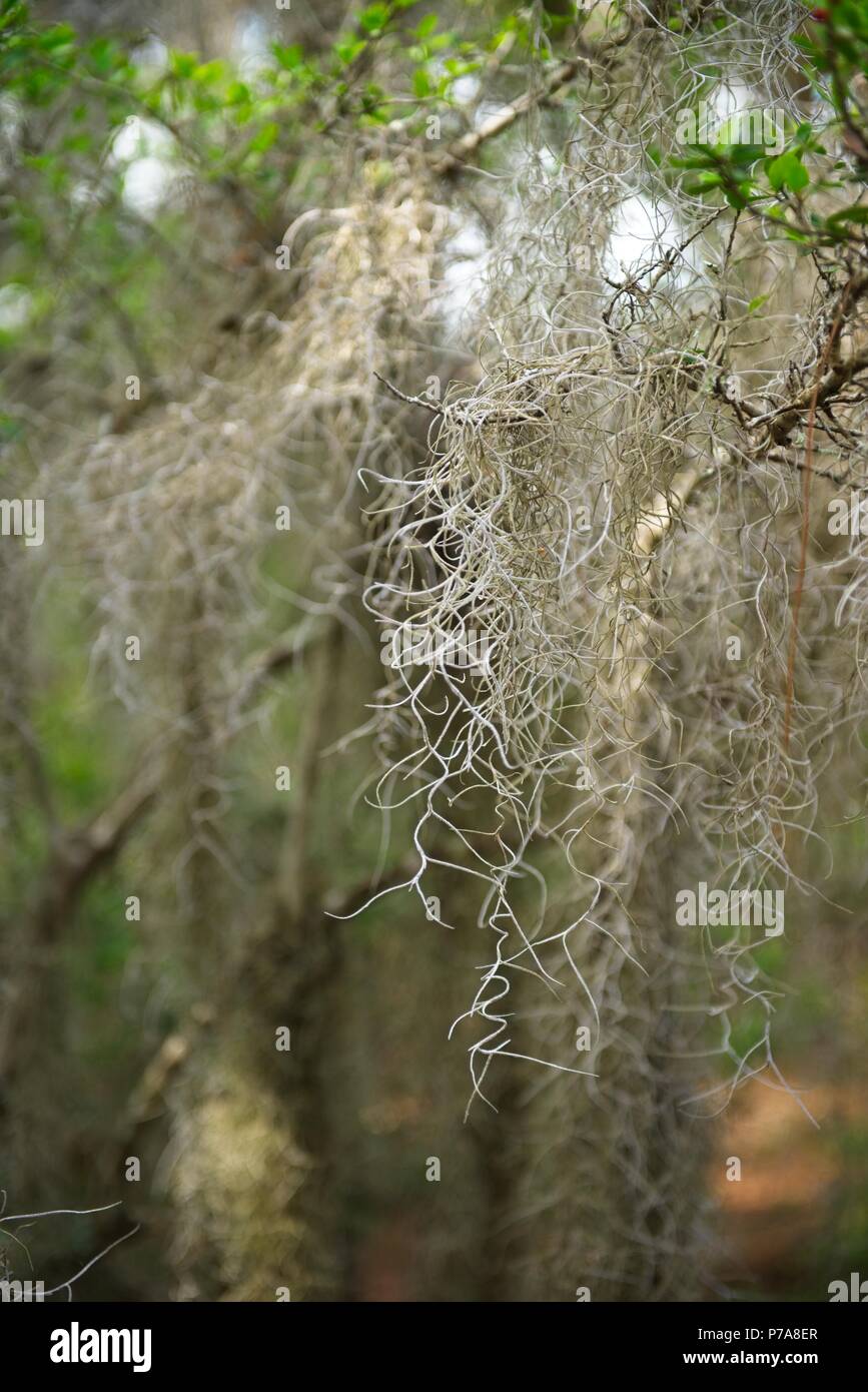 Spanish Moss hanging from an old oak tree Stock Photo