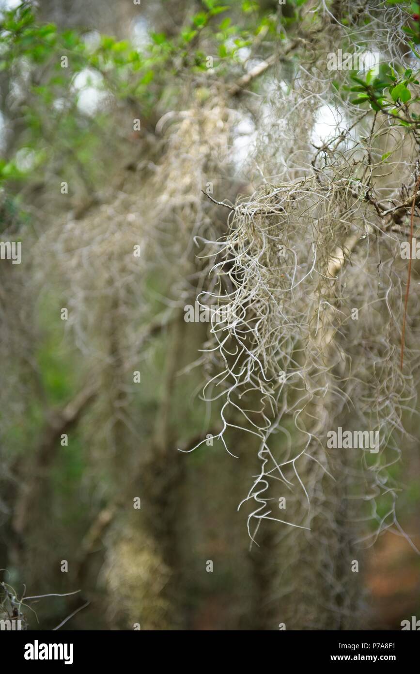 Spanish Moss hanging from an old oak tree Stock Photo