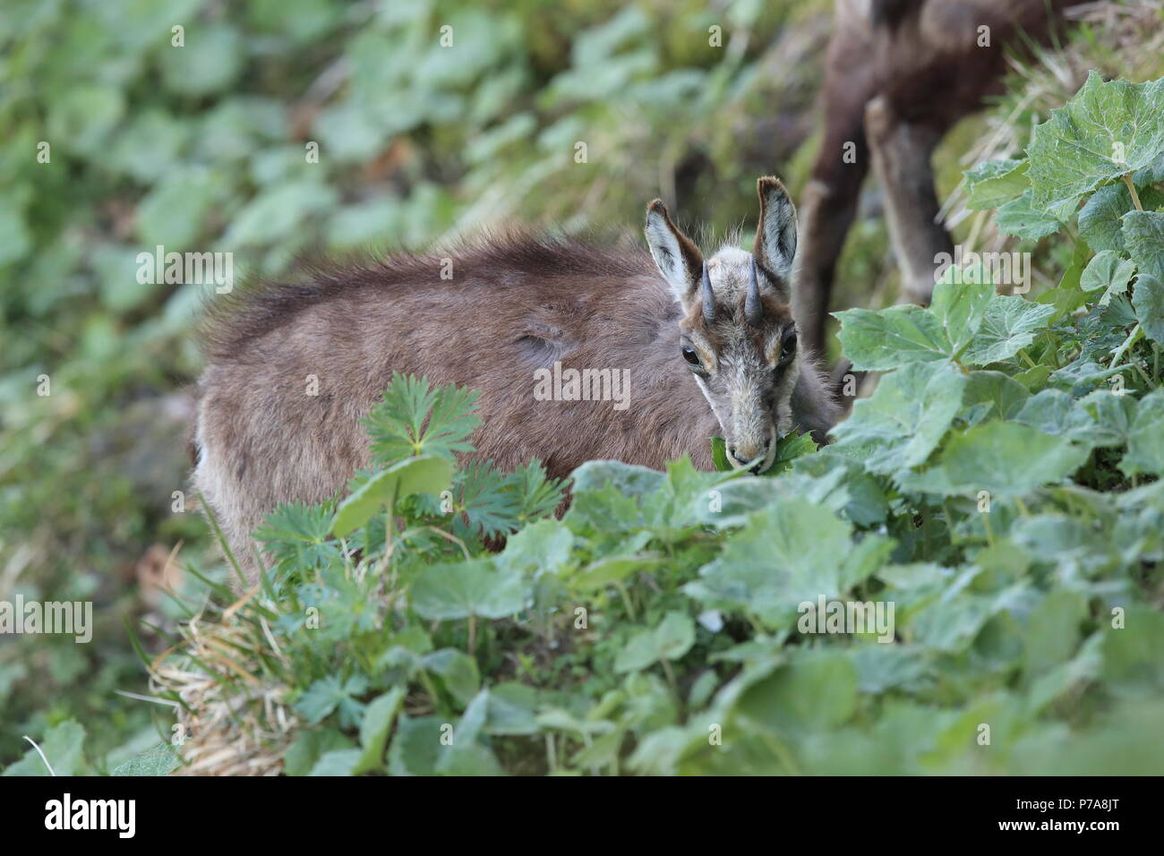 Chamois (Rupicapra rupicapra) Vosges Mountains, France Stock Photo Alamy