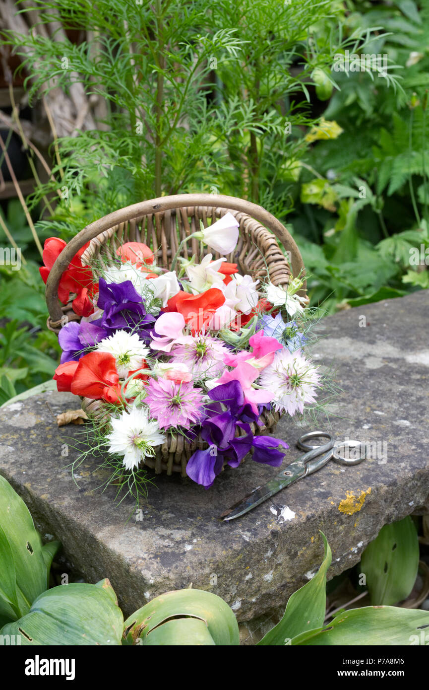 Lathyrus odoratus. Sweet pea ‘Early Mammoth mixed’, ’Antique Fantasy mixed’ and Nigella damascena flowers. Stock Photo