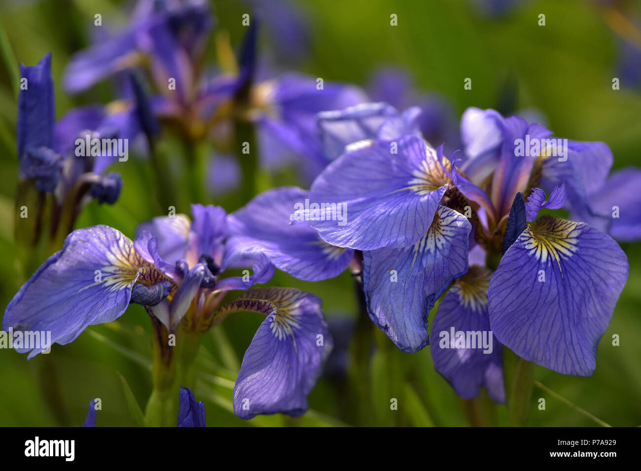 Beautiful Alaska Iris (Iris setosa) brighten up a sunny summer day. Stock Photo