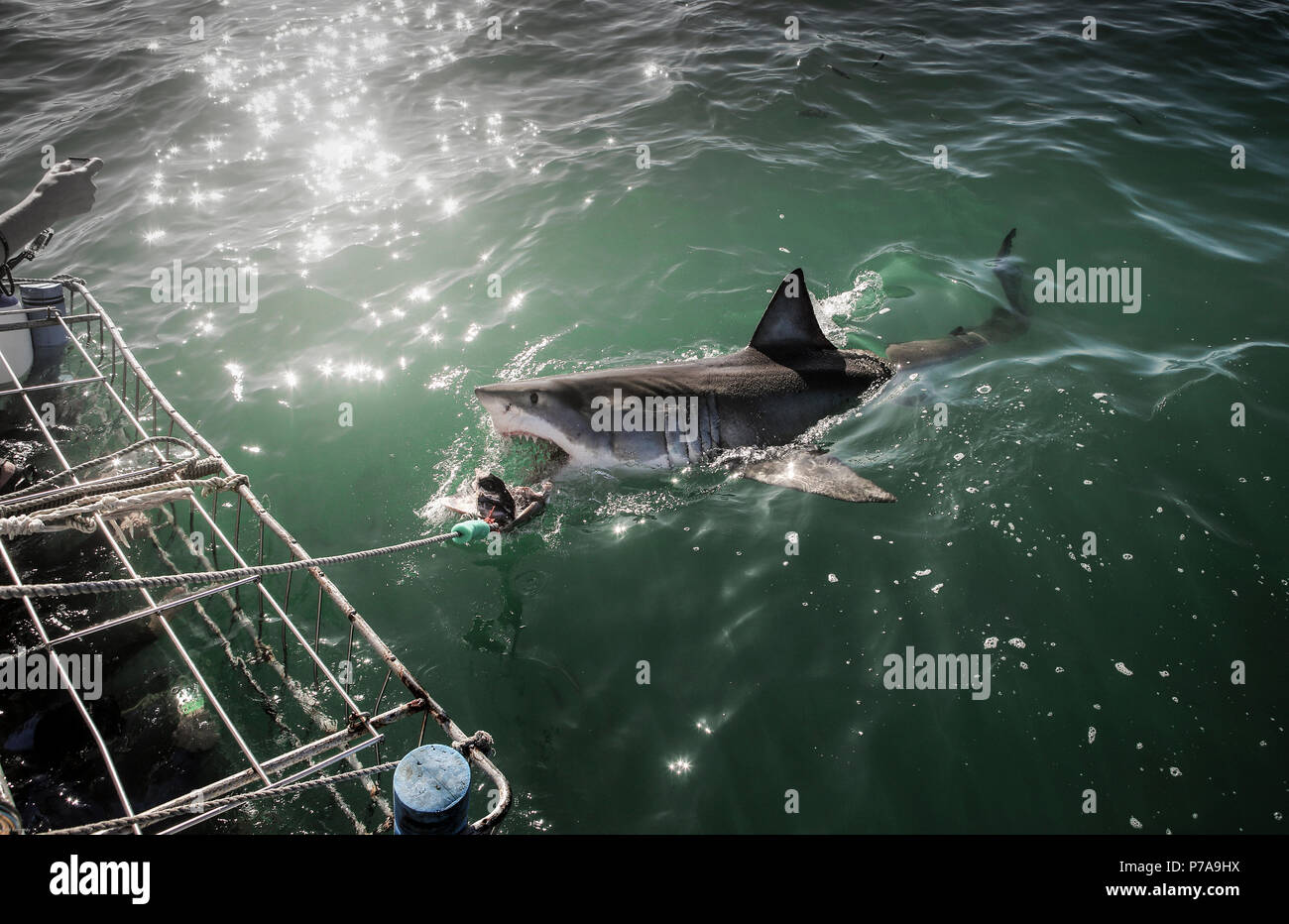 Great white shark chasing tuna bait in front of shark cage diving boat