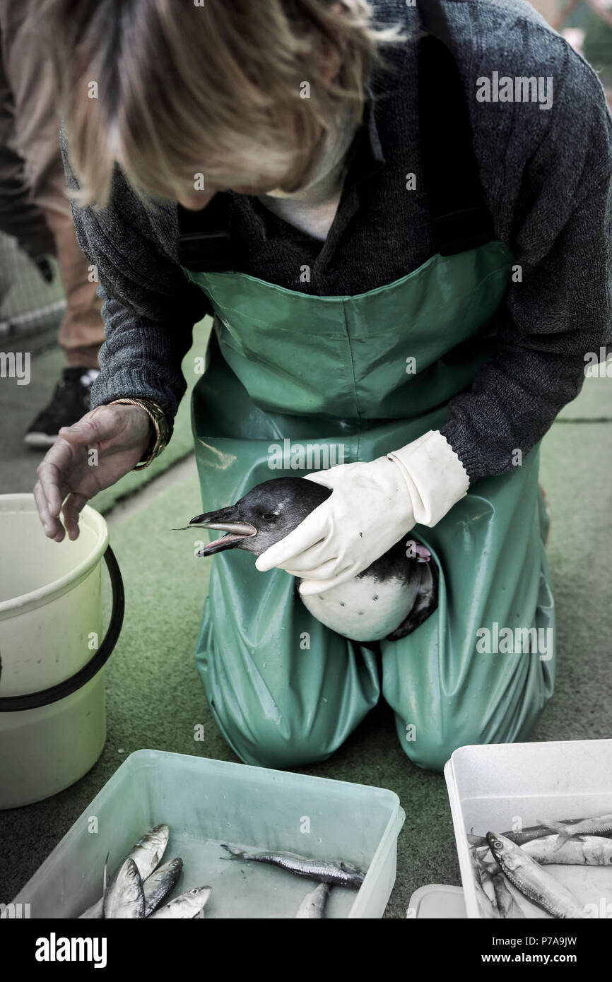 Women feeding African penguin at Seabird and Penguin Rehab Centre in Mossel Bay, South Africa Stock Photo