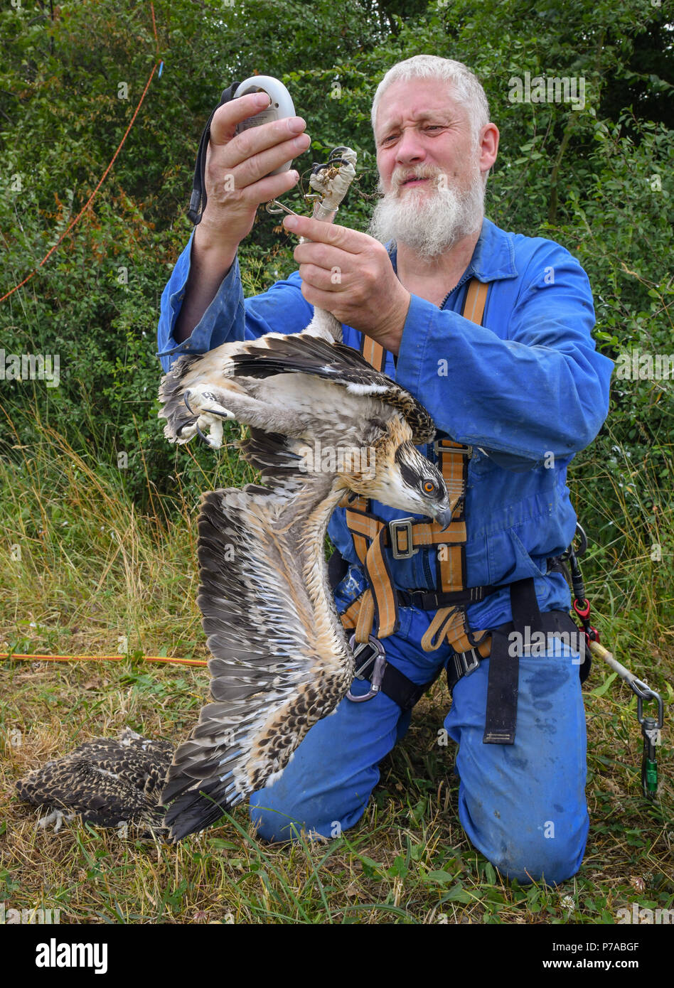 Klosterwalde, Germany. 21st June, 2018. 21.06.2018, Brandenburg, Klosterwalde: Paul Sömmer, Leiter der Naturschutzstation Woblitz, hat nördlich von Templin in der Uckermark drei junge Fischadler (Pandion haliaetus) aus einem Nest geholt, um diese zu beringen und zu vermessen. Hier ermittelt er das Gewicht eines der Tiere. Anschließend kamen die Tiere zurück ins Nest. (zu dpa «Schwindel erregender Job - Klettern zum Fischadlerhorst» vom 05.07.2019) Credit: Patrick Pleul/ZB/dpa/Alamy Live News Stock Photo