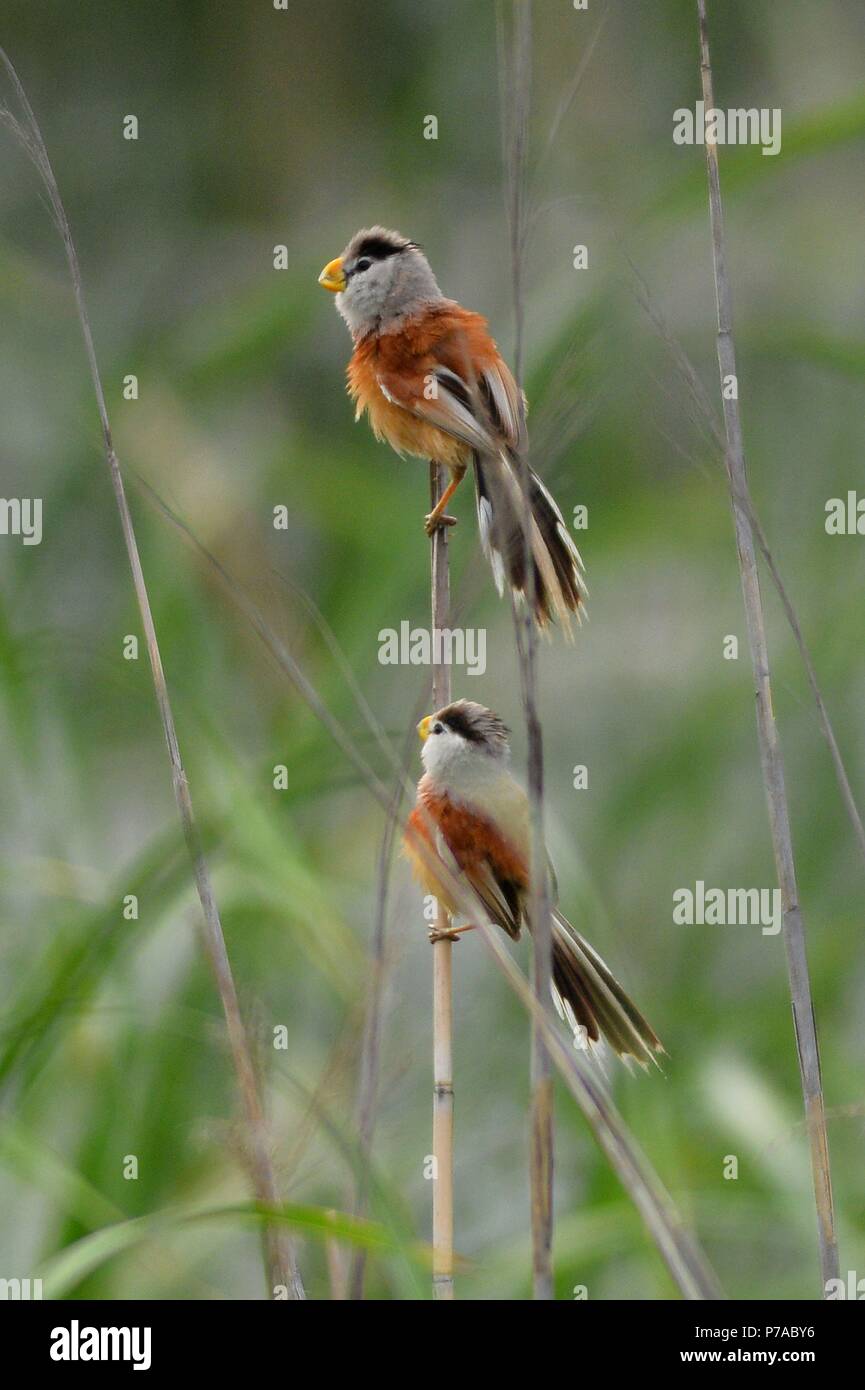 Qingdao, Qingdao, China. 5th July, 2018. Qingdao, CHINA-Reed parrotbills can be seen in Qingdao, east China's Shandong Province. The reed parrotbill (Paradoxornis heudei) is a species of bird in the Sylviidae family. It is found in Manchuria and eastern China. It is threatened by habitat loss. Credit: SIPA Asia/ZUMA Wire/Alamy Live News Stock Photo