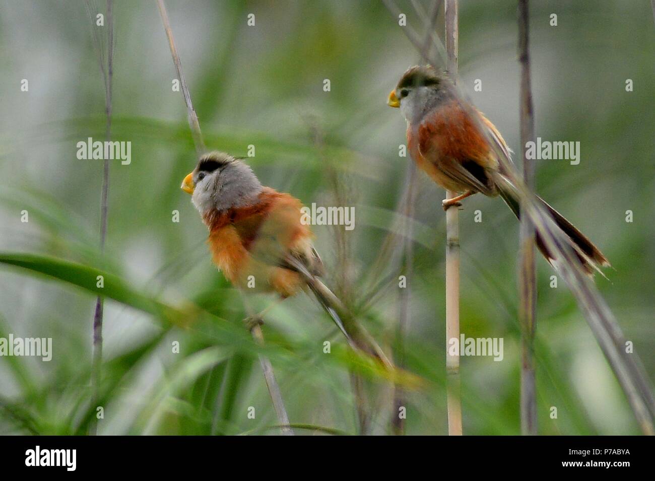 Qingdao, Qingdao, China. 5th July, 2018. Qingdao, CHINA-Reed parrotbills can be seen in Qingdao, east China's Shandong Province. The reed parrotbill (Paradoxornis heudei) is a species of bird in the Sylviidae family. It is found in Manchuria and eastern China. It is threatened by habitat loss. Credit: SIPA Asia/ZUMA Wire/Alamy Live News Stock Photo