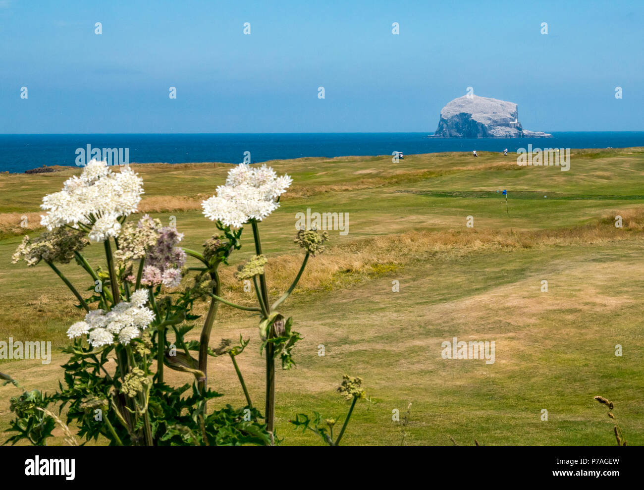 North Berwick, East Lothian, Scotland, United Kingdom, 5th July 2018.  The Bass Rock, home to the largest Northern gannet colony, sparkling white in the sunshine with nesting gannets and a mass of seabirds flying around it on a sunny Summer day with wold flowers in foreground.  Golfers out on Glen Golf Course beside the Firth of Forth Stock Photo