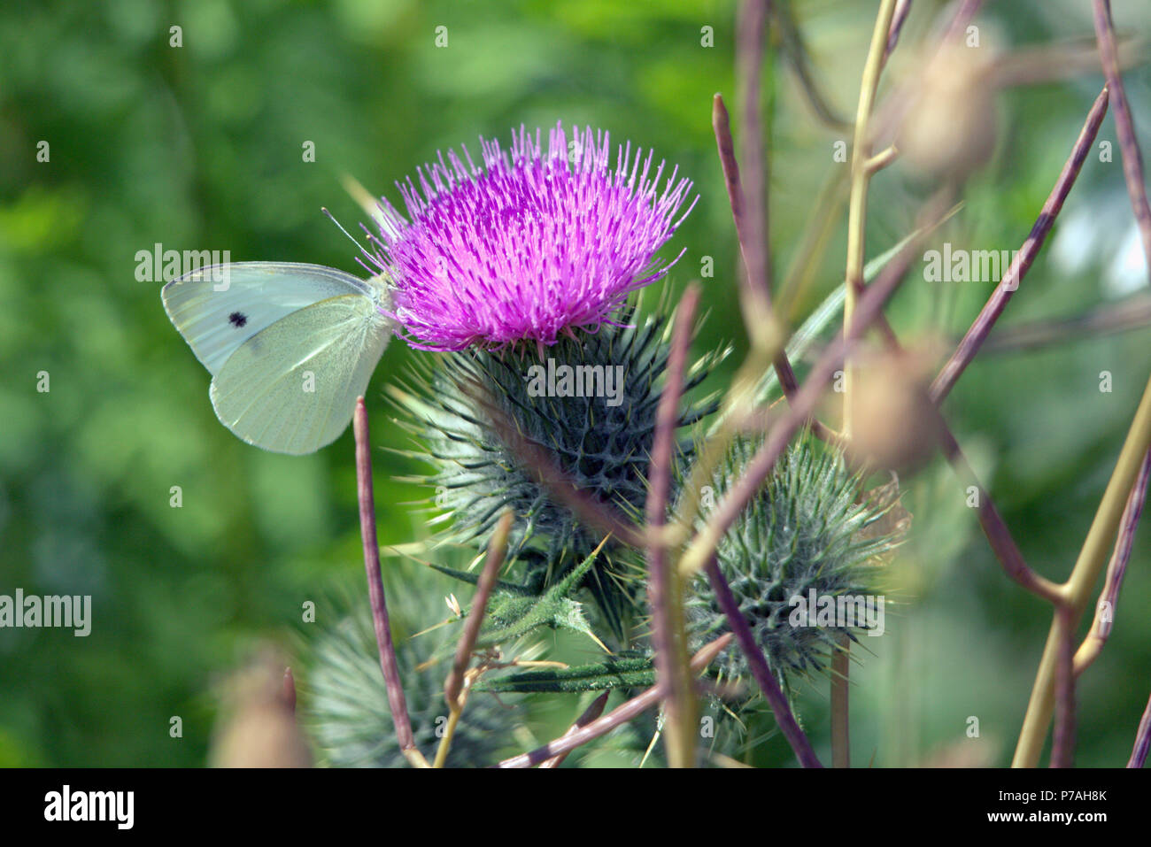 Glasgow, Scotland, UK  7th July. UK Weather:Sunny sizzling weather continues and the Scottish thistles  are out on the forth and Clyde canal .Gerard Ferry/Alamy news Stock Photo