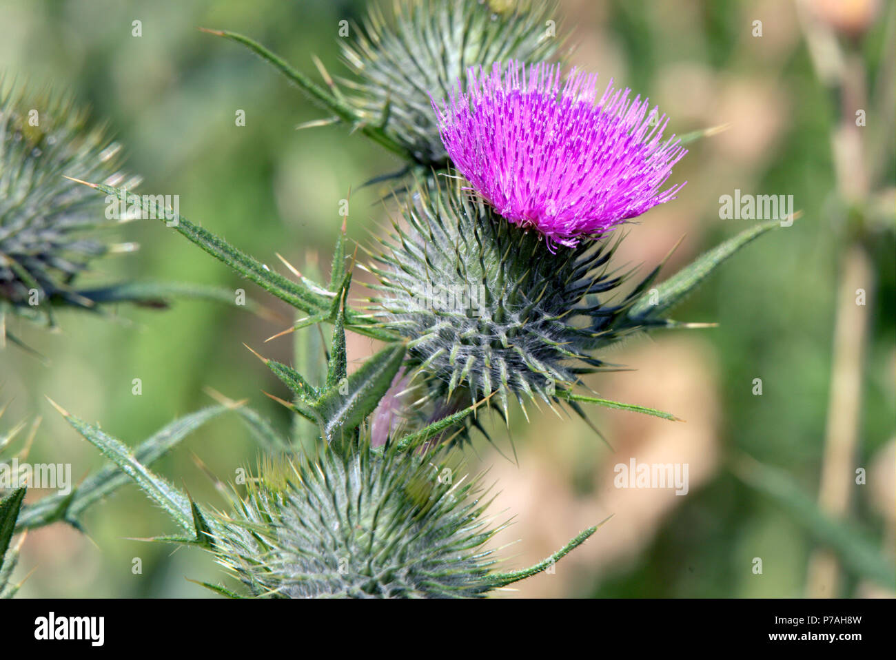 Glasgow, Scotland, UK  7th July. UK Weather:Sunny sizzling weather continues and the Scottish thistles  are out on the forth and Clyde canal .Gerard Ferry/Alamy news Stock Photo