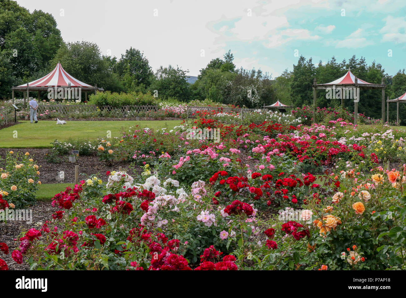 Sir Thomas and Lady Dixon Park, Belfast, Northern Ireland. 05 July 2018. UK weather - morning cloud disappeared as sunny spells were the norm this afternoon in Belfast. Temperatures were a little cooler as the warm weather continues with no sign of rain over the next week at this stage. Rose week will take place at the Sir Thomas and Lady Dixon park in eleven days time (16-22 July) and the roses are already well in bloom. Credit: David Hunter/Alamy Live News. Stock Photo