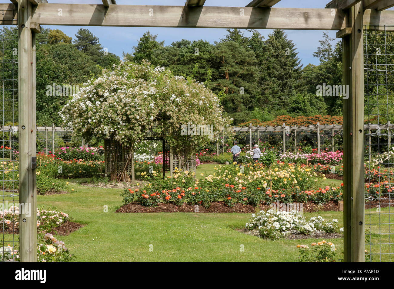 Sir Thomas and Lady Dixon Park, Belfast, Northern Ireland. 05 July 2018. UK weather - morning cloud disappeared as sunny spells were the norm this afternoon in Belfast. Temperatures were a little cooler as the warm weather continues with no sign of rain over the next week at this stage. Rose week will take place at the Sir Thomas and Lady Dixon park in eleven days time (16-22 July) and the roses are already well in bloom. Credit: David Hunter/Alamy Live News. Stock Photo