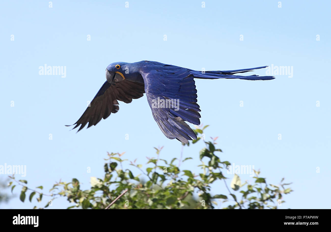 South American Hyacinth Macaw (Anodorhynchus hyacinthinus) in flight. Stock Photo