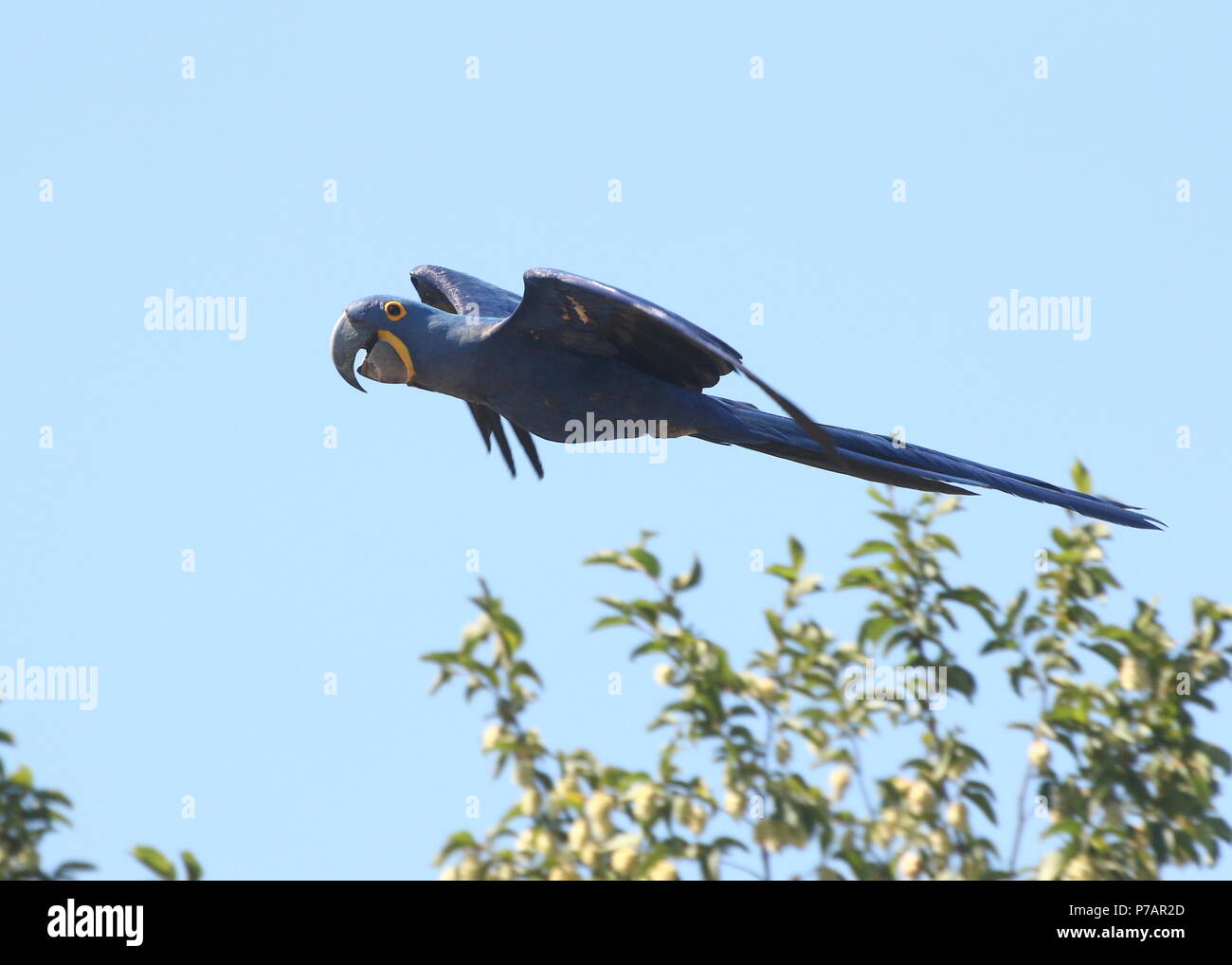 South American Hyacinth Macaw (Anodorhynchus hyacinthinus) in flight. Stock Photo