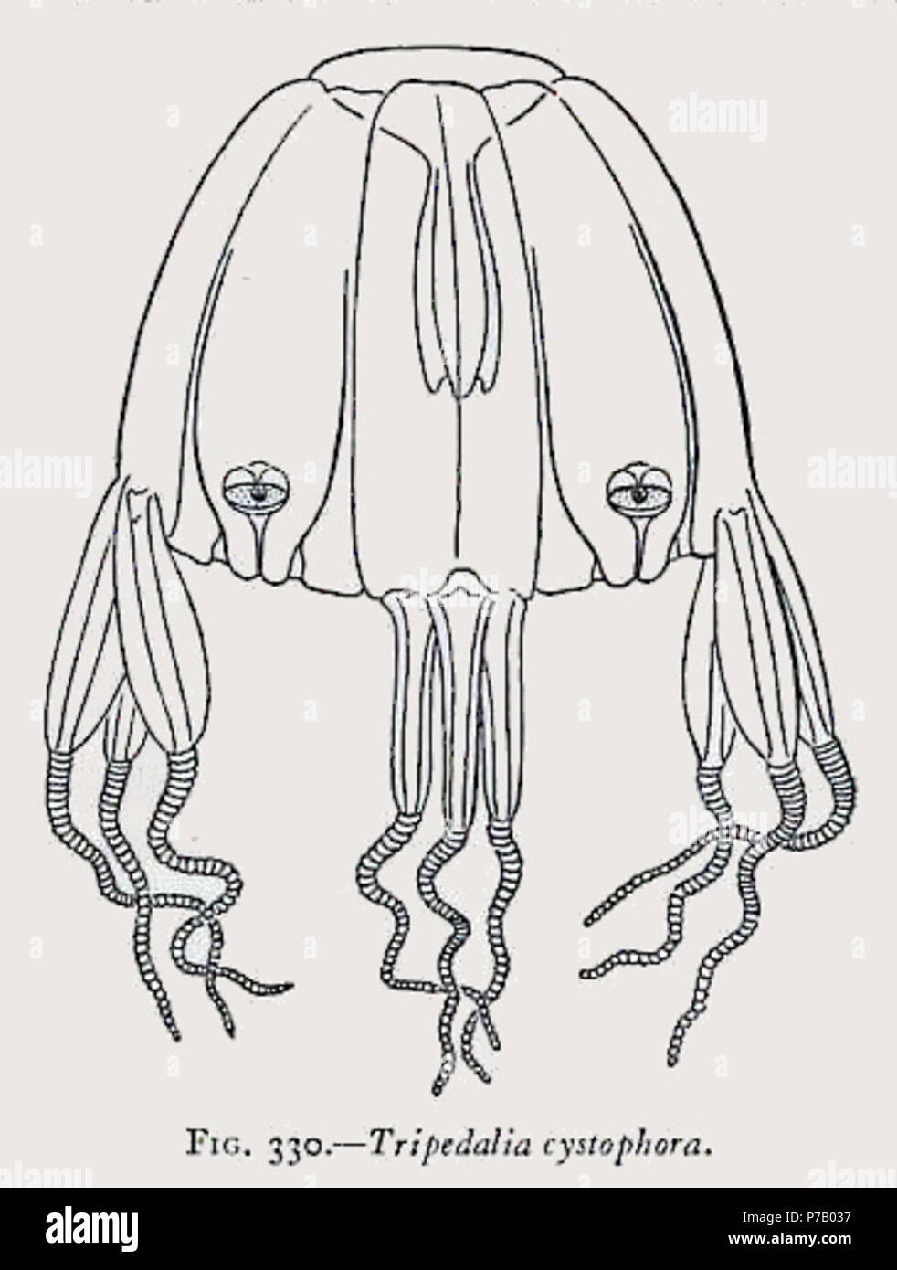 Italiano: Tripedalia cystophora . 25 August 1910 56 Medusae of world-vol03 fig330 Tripedalia cystophora Stock Photo