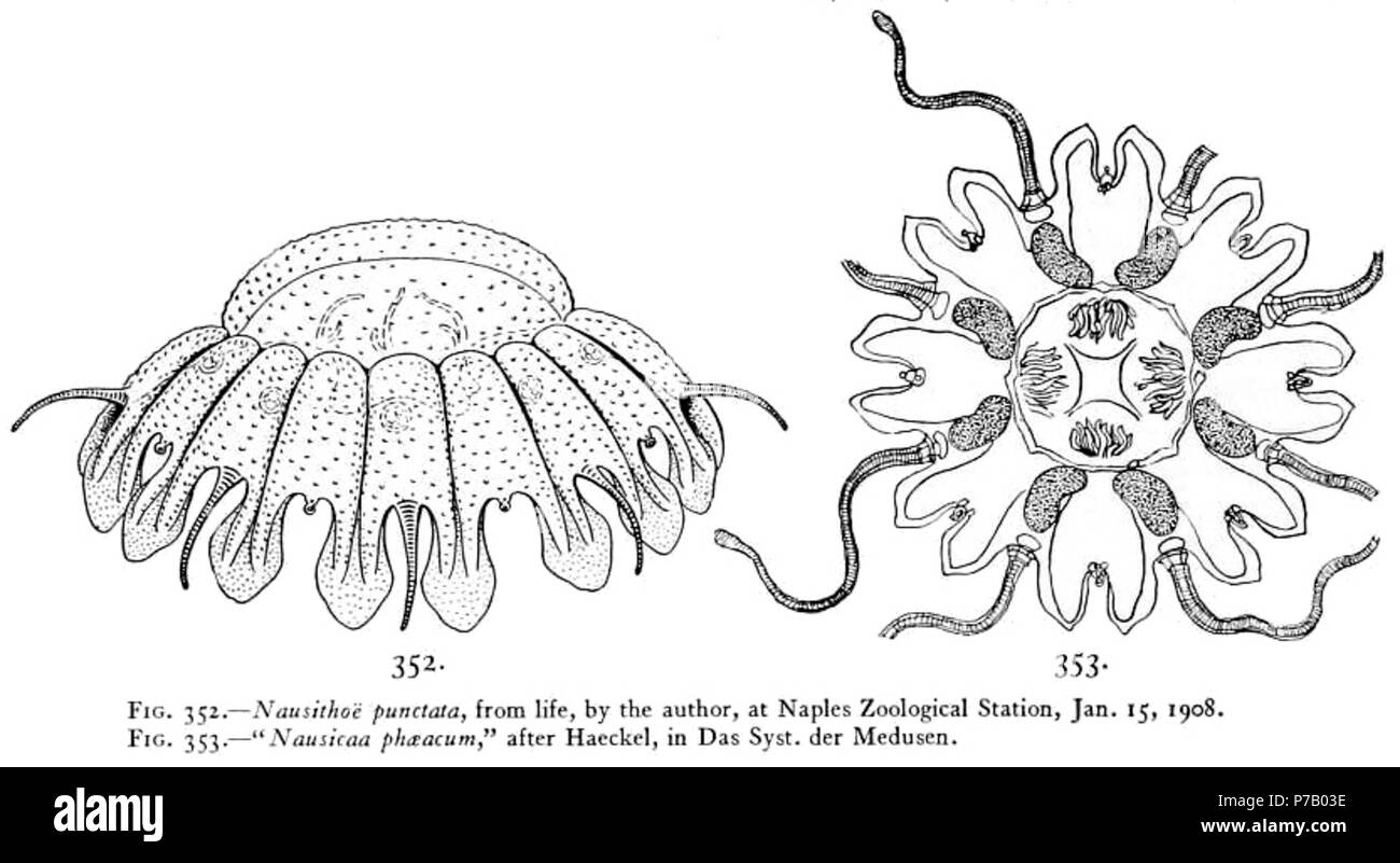 56 Medusae of world-vol03 fig352-353 Nausithoë punctata Stock Photo
