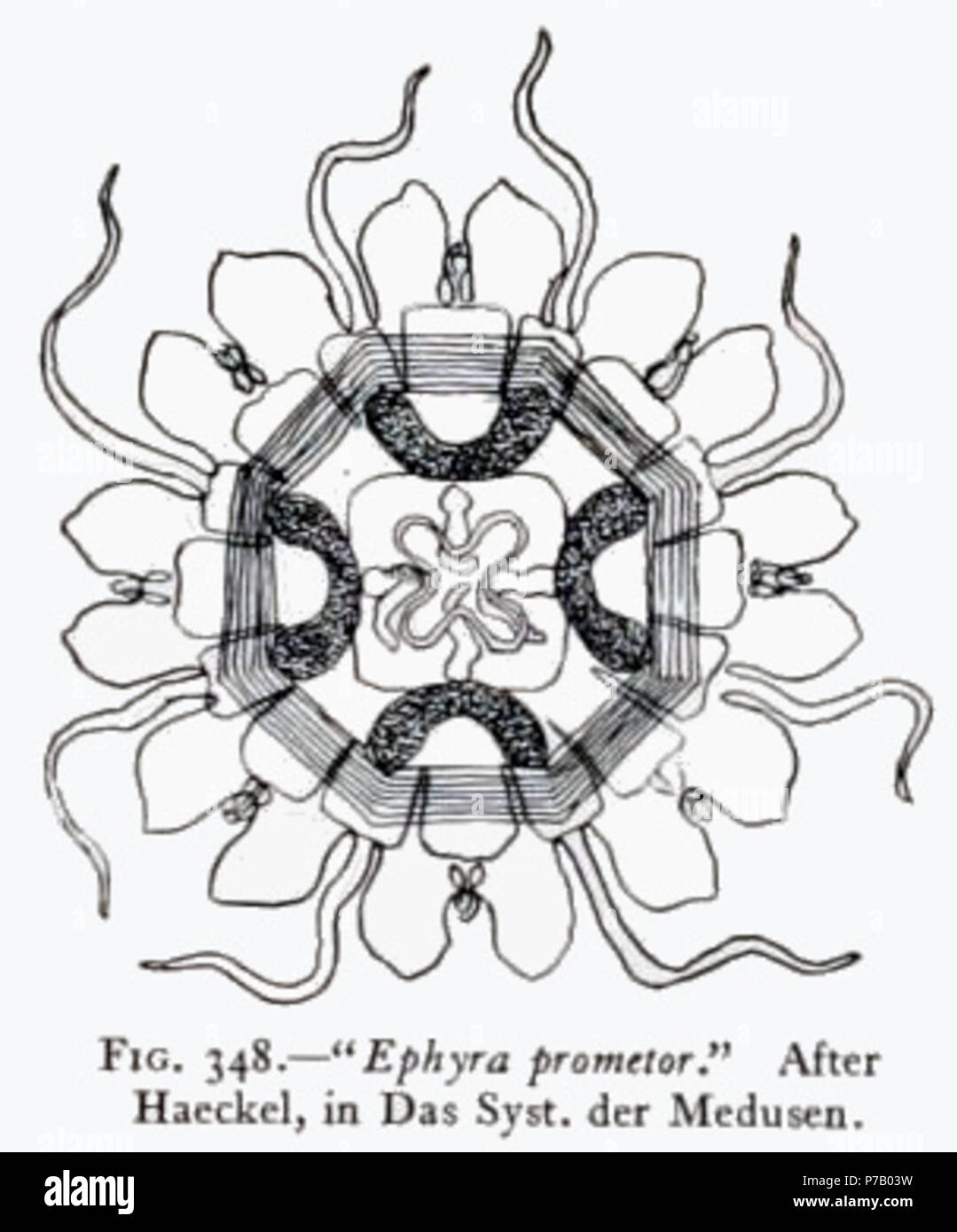 Italiano Ephira Prometor Secondo Haeckel In Das Syst Der Medusen Classificata Allora Come Essendo Della Famiglia Delle Ephyropsidae Giovane Esemplare Di Palephyra Antiqua English Ephira Prometor Young Palephyra Antiqua After Haeckel In Italiano Ephira Prometor Secondo Haeckel In Das Syst Der Medusen Classificata Allora Come Essendo Della Famiglia Delle Ephyropsidae Giovane Esemplare Di Palephyra Antiqua English Ephira Prometor Young Palephyra Antiqua After Haeckel In