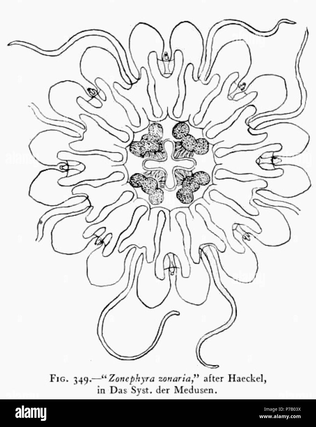 Italiano: Zonephyra zonaria, i.e. Palephyra pelagica. Haeckel in Das Syst. der Medusen. English: Zonephyra zonaria, i.e. Palephyra pelagica. After Haeckel in Das Syst. der Medusen. 25 August 1910 56 Medusae of world-vol03 fig349 Zonephyra zonaria Stock Photo