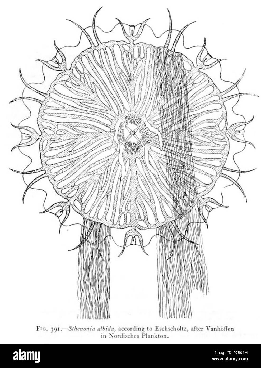 Italiano: Sthenonia albida secondo Eschscholtz, da Vanhöffen, in Nordische Plankton. English: Sthenonia albida after Eschscholtz, from Vanhöffen, in Nordische Plankton. 25 August 1910 57 Medusae of world-vol03 fig391 Sthenonia albida Stock Photo