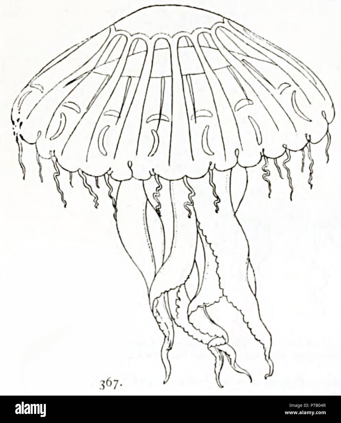 Italiano: Chrysaora melanaster . 25 August 1910 57 Medusae of world-vol03 fig367 Chrysaora melanaster Stock Photo