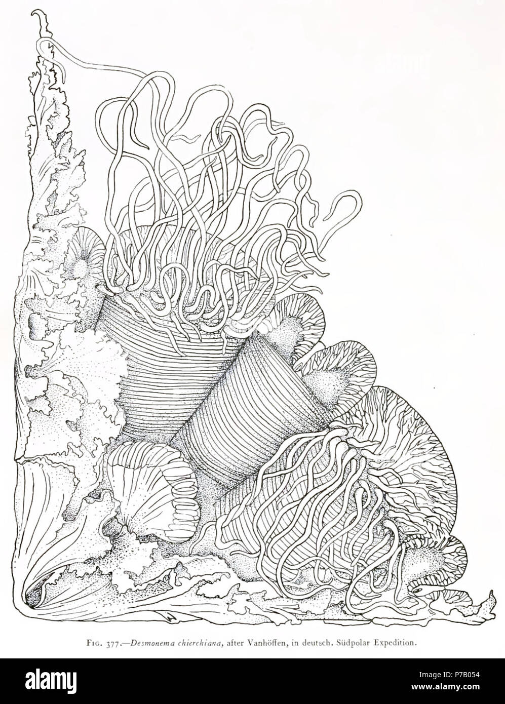 Italiano: Desmonema chierchianum (o D. chierchiana), secondo Vanhöffen, Spedizione polare. 25 August 1910 57 Medusae of world-vol03 fig377 Desdemona chierchiana Stock Photo