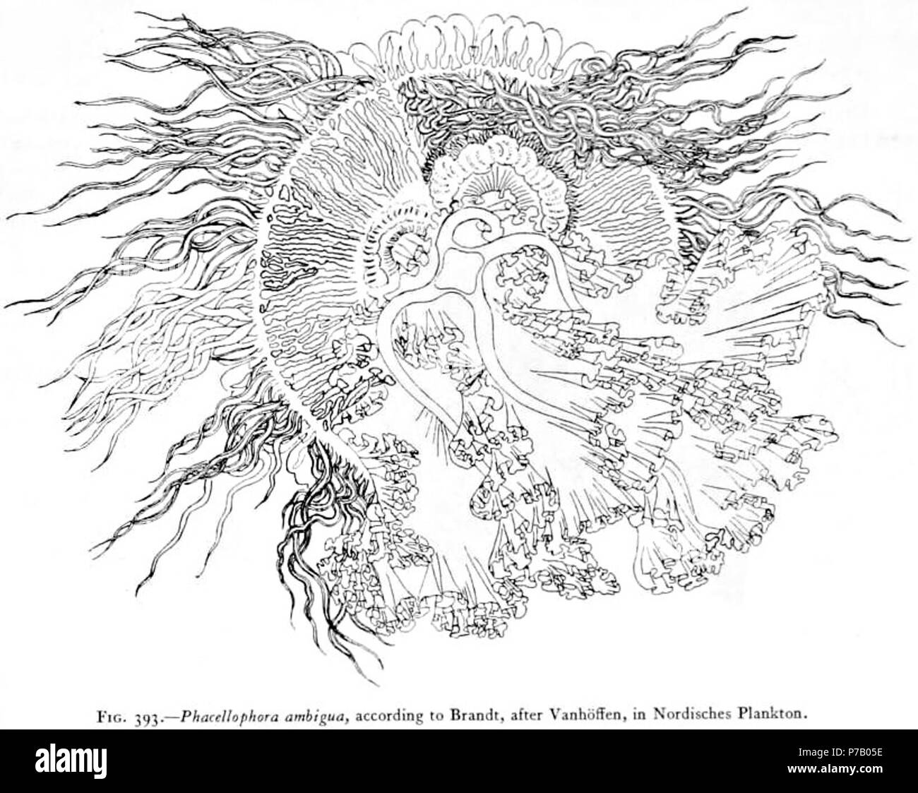Italiano: Phacellophora ambigua, secondo Brandt, da Vanhöffen, in Nordische Plankton. Secondo T. Uchita, potrebbe essere un esemplare giovanile di P. sicula, alias Phacellophora camtschatica. 25 August 1910 57 Medusae of world-vol03 fig393 Phacellophora ambigua Stock Photo
