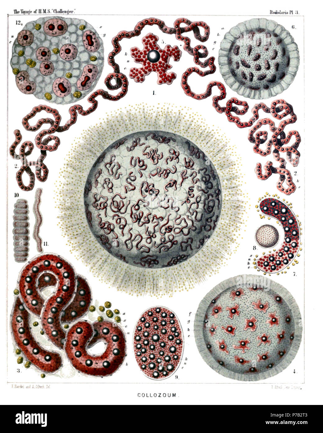 English: Illustration from Report on the Radiolaria collected by H.M.S. Challenger during the years 1873-1876. Part III. Original description follows:  Plate 3. Collozoida.  Diam.  Fig. 1. Collozoum serpentinum, n sp (vel Collophidium serpentinum, Hkl), × 10  A living cœnobium, with expanded pseudopodia. The spherical calymma (or the common jelly-mass of the colony) is alveolate and contains numerous cylindrical, serpentine, central capsules. Numerous yellow cells or xanthellæ are scattered between the radial pseudopodia in the periphery.  Fig. 2. Collozoum serpentinum, n. sp., × 50  An isolat Stock Photo
