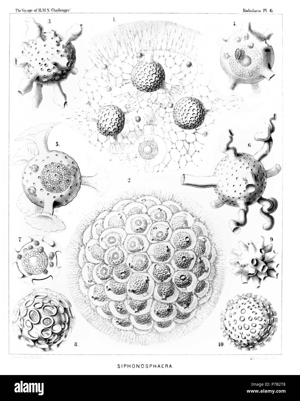 English: Illustration from Report on the Radiolaria collected by H.M.S. Challenger during the years 1873-1876. Part III. Original description follows:  Plate 6. Collosphærida.  Diam.  Fig. 1. Siphonosphæra socialis, n. sp., × 500  A small piece of the surface of a living cœnobium, seen from the surface. Only four individuals are visible, the central capsule of which contains numerous small nuclei and a central oil-globule. The including spherical lattice-shell is provided with a few (one to four) larger apertures, which are prolonged into short cylindrical tubules. Through these latter radiate Stock Photo