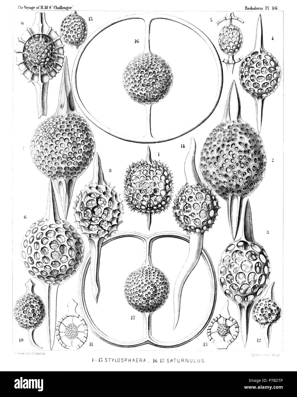 English: Illustration from Report on the Radiolaria collected by H.M.S. Challenger during the years 1873-1876. Part III. Original description follows:  Plate 16. STYLOSPHÆRIDA et Druppulida.  Diam.  Fig. 1. Stylosphæra melpomene, n. sp., × 300  Fig. 2. Lithatractus jugatus, n. sp., (vel Stylosphæra jugata), × 400  Fig. 3. Lithatractus fragilis, n. sp. (vel Stylosphæra fragilis), × 400  Fig. 4. Stylosphæra lithatractus, n. sp., × 300  The entire shell.  Fig. 5. Stylosphæra lithatractus, n. sp., × 300  The greater part of the cortical shell and the two spines taken off.  The description of Stylo Stock Photo