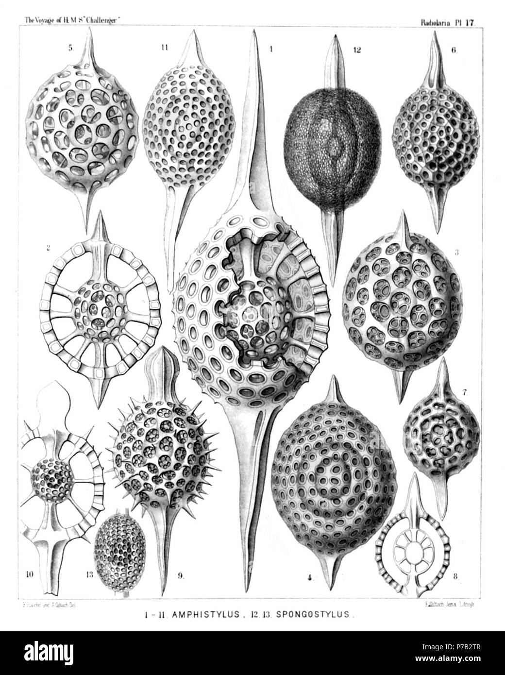 English Illustration From Report On The Radiolaria Collected By H M S Challenger During The Years 1873 1876 Part Iii Original Description Follows Plate 17 Stylosphaerida Druppulida Et Spongurida Diam Fig 1 Stylatractus Giganteus N