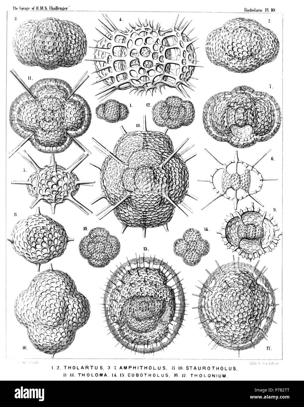 English: Illustration from Report on the Radiolaria collected by H.M.S. Challenger during the years 1873-1876. Part III. Original description follows:  Plate 10. Tholonida.  Diam.  Fig. 1. Tholartus tricolus, n. sp., × 200  Fig. 2. Tholodes cupula, n. sp., × 500  Fig. 3. Amphitholus artiscus, n. sp., × 400  Fig. 4. Amphitholus panicium, n. sp., × 500  Fig. 5. Amphitholus acanthometra, n. sp., × 300  Fig. 6. Amphitholus acanthometra, n. sp., × 300  Frontal section of the shell.  Fig. 7. Amphitholonium tricolonium, n. sp., × 300  Fig. 8. Staurotholus tetrastylus, n. sp., × 300  Fig. 9. Staurotho Stock Photo