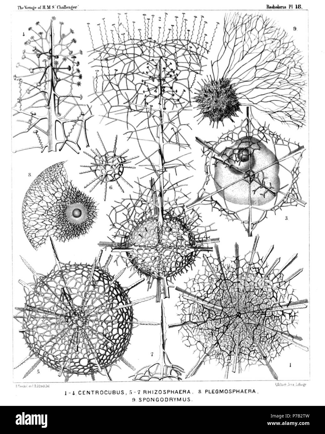 English: Illustration from Report on the Radiolaria collected by H.M.S. Challenger during the years 1873-1876. Part III. Original description follows:  Plate 18. Liosphærida et Astrosphærida.  Diam.  Fig. 1. Centrocubus cladostylus, n. sp., × 100  Fig. 2. Octodendron spathillatum, n. sp., × 300  The entire inner shell, but a small part only of the outer shell is represented.  Fig. 3. Octodendron cubocentron, n. sp., × 400  The central capsule (somewhat irregular by compression) exhibits a large excentric nucleus (probably dislocated artificially).  Fig. 4. Octodendron spathillatum, n. sp., × 8 Stock Photo