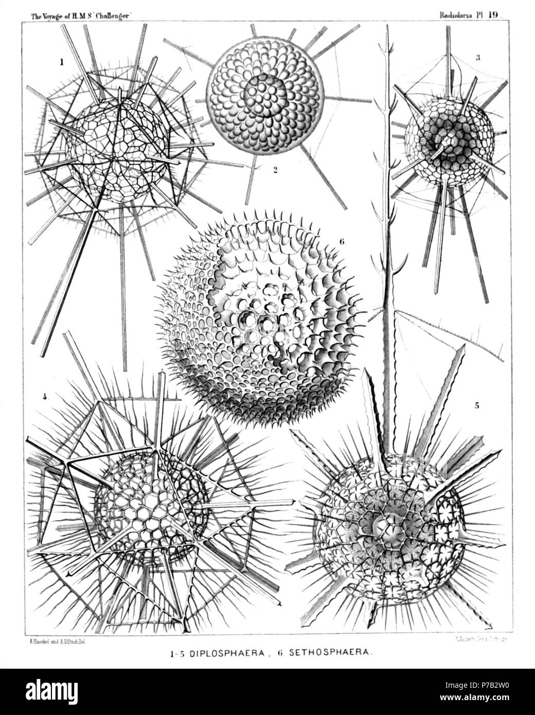 English: Illustration from Report on the Radiolaria collected by H.M.S. Challenger during the years 1873-1876. Part III. Original description follows:  Plate 19. Astrosphærida.  Diam.  Fig. 1. Drymosphæra polygonalis, n. sp., × 200  Fig. 2. Leptosphæra hexagonalis, n. sp., × 200  Showing the central capsule (forming numerous club-shaped protuberances) and the simple spherical nucleus in its centre. The skeleton is nearly the same as in Diplosphæra hexagonalis (fig. 3).  Fig. 3. Diplosphæra hexagonalis, n. sp., × 200  The spherical central capsule, with radially striped protoplasm, is enclosed  Stock Photo