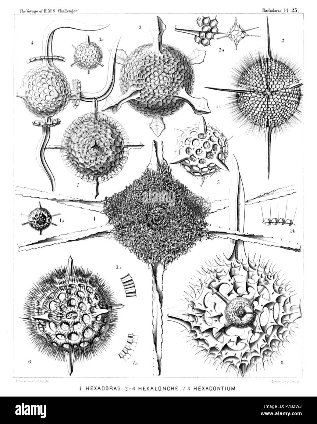 English: Illustration from Report on the Radiolaria collected by H.M.S. Challenger during the years 1873-1876. Part III. Original description follows:  Plate 25. Cubosphærida.  Diam.  Fig. 1. Hexadoridium streptacanthum, n. sp., × 400  Fig. 1a. The two concentric medullary shells.  Fig. 2. Hexalonche amphisiphon, n. sp., × 300  Fig. 2a. Medullary shell connected with a fragment of the cortical shell.  Fig. 2b. Vertical section through the wall of the cortical shell. (Below the centre of the Plate, also lettered 3a by mistake.)  Fig. 3. Hexalonche rosetta, n. sp., × 400  Fig. 3a. Medullary shel Stock Photo