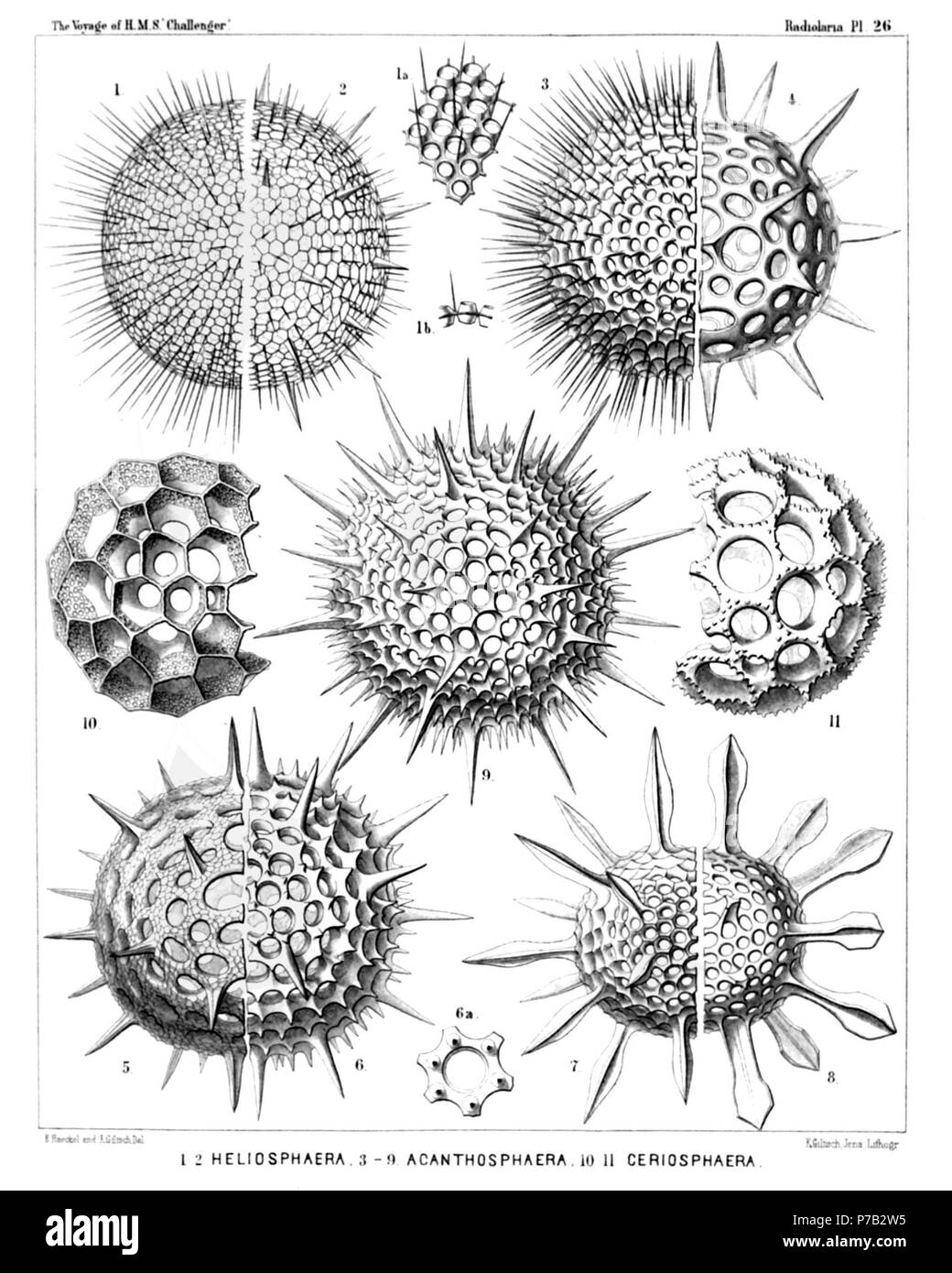 English: Illustration from Report on the Radiolaria collected by H.M.S. Challenger during the years 1873-1876. Part III. Original description follows:  Plate 26. Liosphærida et Astrosphærida.  Diam.  Fig. 1. Coscinomma amphisiphon, n. sp., × 300  Fig. 1a. A piece of the lattice-shell, × 600  Fig. 1b. Vertical section through the shell-wall, × 600  Fig. 2. Heliosphæra hexagonaria, n. sp., × 300  Fig. 3. Acanthosphæra castanea, n. sp., × 400  Fig. 4. Acanthosphæra angulata, n. sp., × 300  Fig. 5. Acanthosphæra reticulata, n. sp., × 300  Fig. 6. Heliosphæra coronata, n. sp., × 400  Fig. 6a. A sin Stock Photo