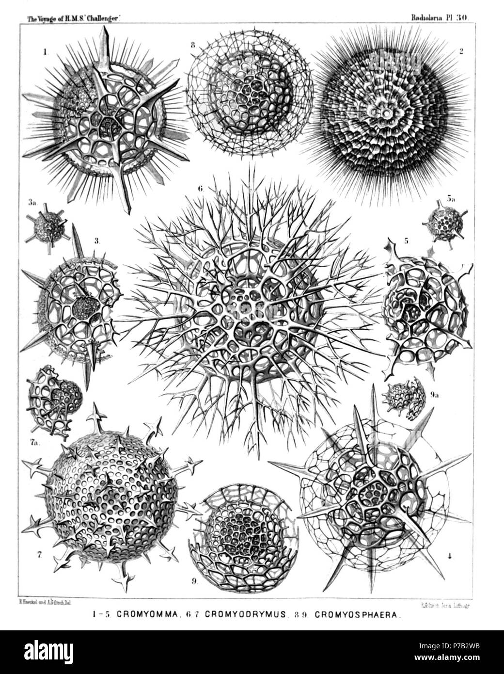 English: Illustration from Report on the Radiolaria collected by H.M.S. Challenger during the years 1873-1876. Part III. Original description follows:  Plate 30. Liosphærida et Astrosphærida.  Diam.  Fig. 1. Cromyechinus icosacanthus, n. sp., × 300  Fig. 2. Cromyomma villosum, n. sp., × 300  Fig. 3. Cromyechinus dodecacanthus, n. sp., × 400  Fig. 3a. The innermost shells.  Fig. 4. Cromyomma circumtextum, n. sp., × 300  Fig. 5. Cromyomma mucronatum, n. sp., × 200  Fig. 5a. The innermost shells.  Fig. 6. Cromyodrymus abietinus, n. sp., × 300  Fig. 7. Cromyodrymus quadricuspis, n. sp., × 400  Fig Stock Photo