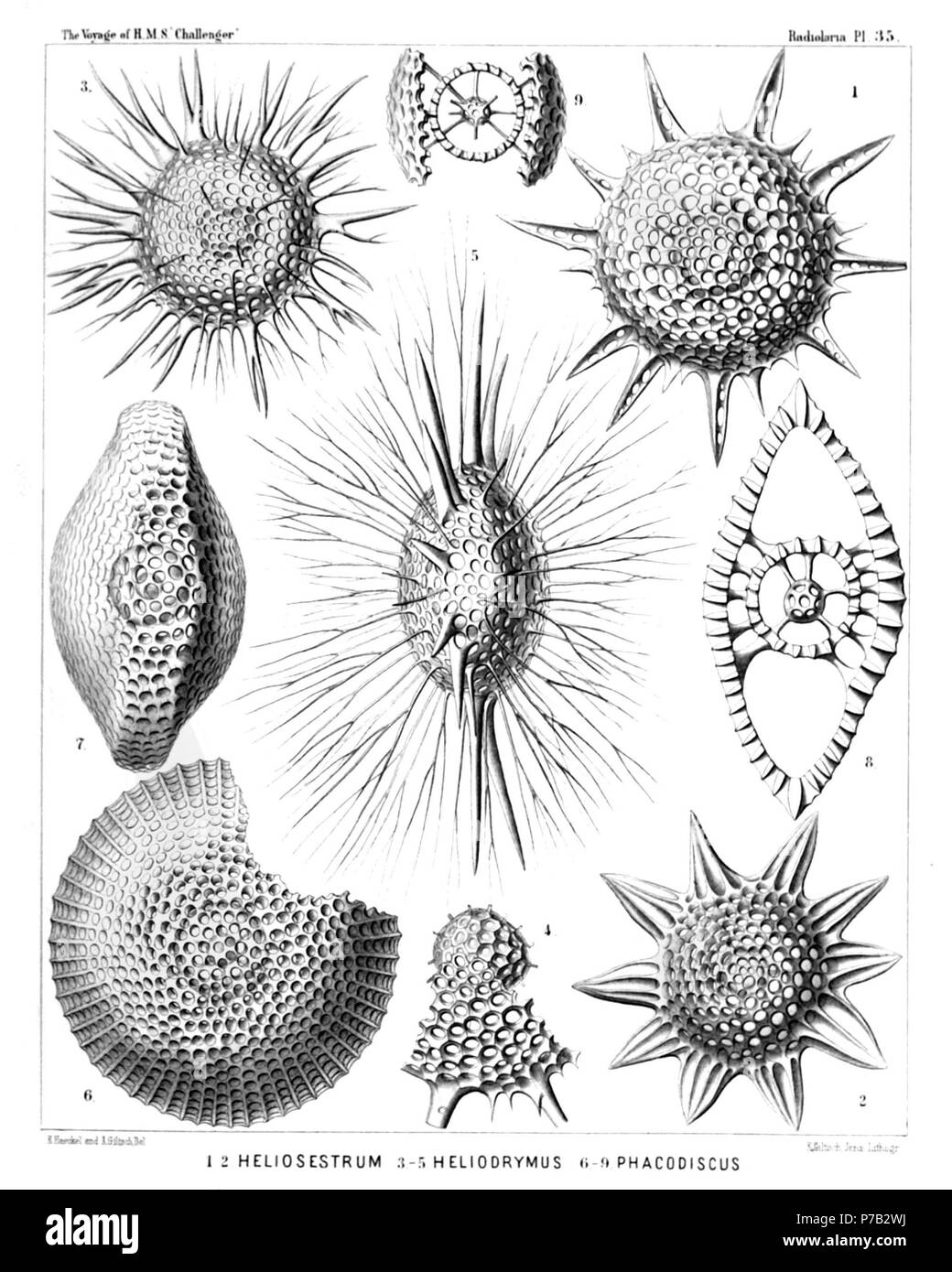 English: Illustration from Report on the Radiolaria collected by H.M.S. Challenger during the years 1873-1876. Part III. Original description follows:  Plate 35. Phacodiscida.  Diam.  Fig. 1. Heliodiscus pertusus, n. sp. (vel Heliosestrum pertusum), × 400  Irregular form with ten (instead of eight) larger latticed spines.  Fig. 2. Heliodiscus glyphodon, n. sp. (vel Heliosestrum glyphodon), × 300  Fig. 3. Heliodrymus ramosus, n. sp., × 300  Fig. 4. Heliodrymus ramosus, n. sp., × 500  Medullary shell and a segment of the disk.  Fig. 5. Heliodrymus viminalis, n. sp., × 400  Marginal view.  Fig. 6 Stock Photo