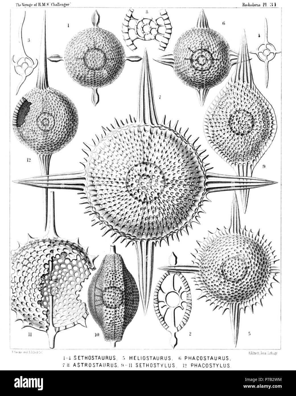 English: Illustration from Report on the Radiolaria collected by H.M.S. Challenger during the years 1873-1876. Part III. Original description follows:  Plate 31. Cenodiscida et Phacodiscida.  Diam.  Fig. 1. Sethostaurus orthostaurus, n. sp., × 300  Fig. 2. Sethostaurus orthostaurus, n. sp., × 300  Vertical section through the centrum.  Fig. 3. Sethostaurus recurvatus, n. sp., × 100  Optical section through the equatorial plane.  Fig. 4. Sethostaurus rhombostaurus, n. sp., × 100  Optical section through the equatorial plane.  Fig. 5. Sethostaurus cruciatus, n. sp. (vel Heliostaurus cruciatus),  Stock Photo
