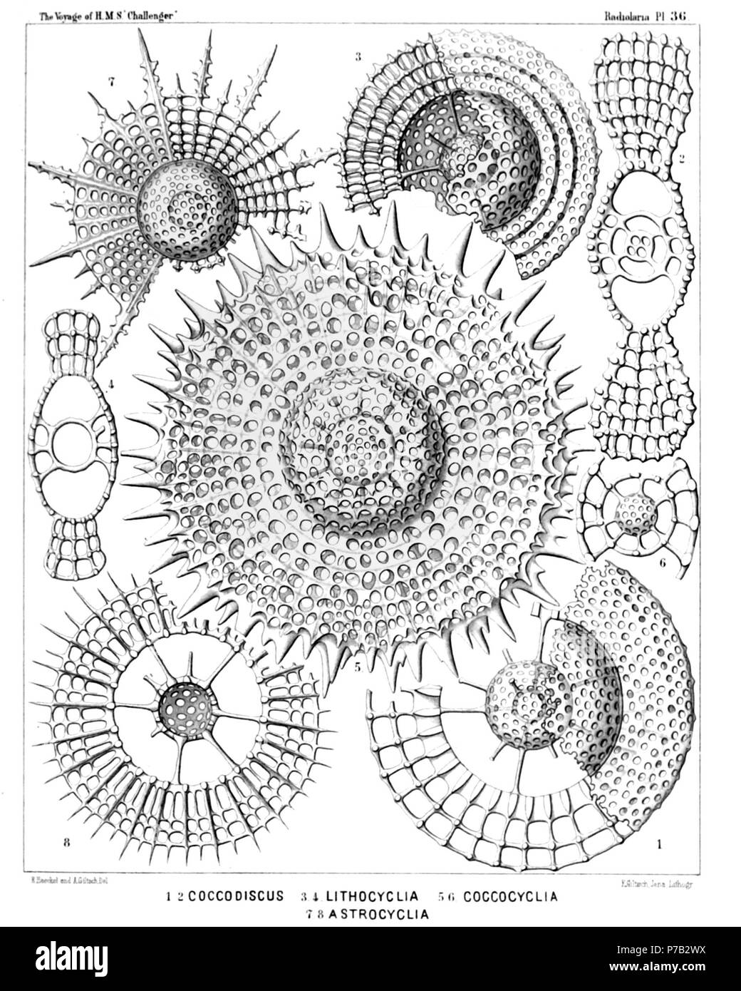 English: Illustration from Report on the Radiolaria collected by H.M.S. Challenger during the years 1873-1876. Part III. Original description follows:  Plate 36. Coccodiscida.  Diam.  Fig. 1. Coccodiscus lamarckii, n. sp., × 500  The left half of the figure represents a horizontal section through the peripheral shell, the right half a view of the surface.  Fig. 2. Coccodiscus gœthei, n. sp., × 500  Vertical section nearly through the centre.  Fig. 3. Lithocyclia lenticula, n. sp., × 400  Fig. 4. Lithocyclia lenticula, n. sp., × 400  Vertical section through the centre.  Fig. 5. Coccocyclia hel Stock Photo