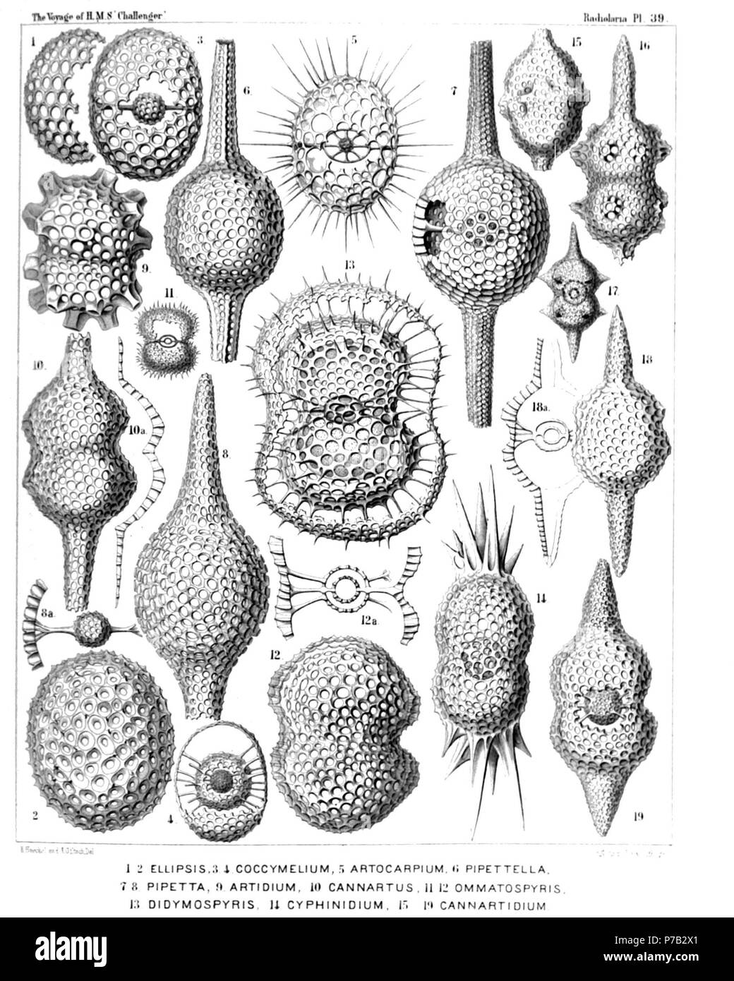 English: Illustration from Report on the Radiolaria collected by H.M.S. Challenger during the years 1873-1876. Part III. Original description follows:  Plate 39. Ellipsida, Druppulida, Artiscida et Cyphinida.  Diam.  Fig. 1. Cenellipsis faceta, n. sp. (vel Ellipsis faceta), × 300  Fig. 2. Cenellipsis infundibulum, n. sp. (vel Ellipsis infundibulum), × 300  Fig. 3. Druppula pandanus, n. sp. (vel Coccymelium pandanus), × 300  Fig. 4. Prunulum coccymelium, n. sp. (vel Coccymelium prunulum), × 300  Fig. 5. Prunocarpus artocarpium, n. sp. (vel Artocarpium indicum), × 300  Fig. 6. Pipettella prismat Stock Photo