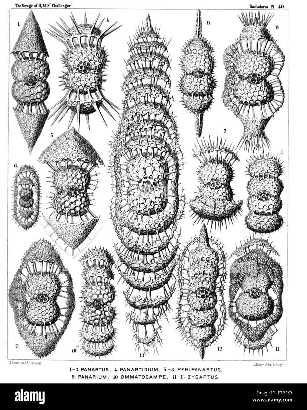 English: Illustration from Report on the Radiolaria collected by H.M.S. Challenger during the years 1873-1876. Part III. Original description follows:  Plate 40. Panartida et Zygartida.  Diam.  Fig. 1. Panartus diploconus, n. sp., × 300  Fig. 2. Panartus pluteus, n. sp., × 300  Fig. 3. Panartus tetrathalamus, n. sp., × 300  Fig. 4. Panicium coronatum, n. sp. (vel Panartidium coronatum), × 300  Fig. 5. Peripanartus amphiconus, n. sp., × 300  Fig. 6. Peripanartus cylindrus, n. sp., × 150  Fig. 7. Peripanartus atractus, n. sp., × 300  Fig. 8. Peripanicium amphicorona, n. sp., × 300  Fig. 9. Panar Stock Photo