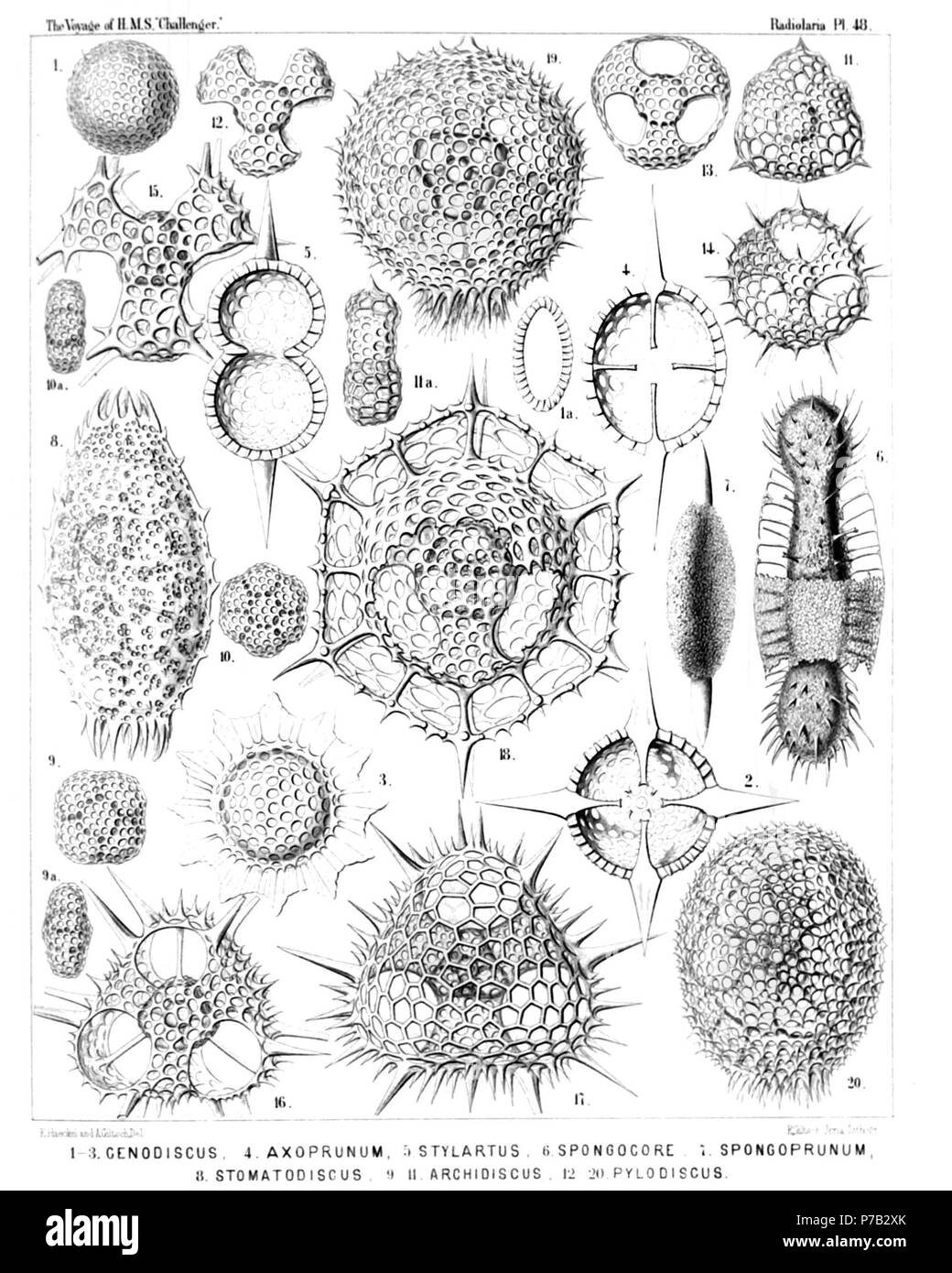 English: Illustration from Report on the Radiolaria collected by H.M.S. Challenger during the years 1873-1876. Part III. Original description follows:  Plate 48. Ellipsida, Artiscida, Spongurida, Cenodiscida, Porodiscida et Pylodiscida.  Diam.  Fig. 1. Cenodiscus phacoides, n. sp., × 100  Fig. 1a. Vertical section.  Fig. 2. Crucidiscus endostaurus, n. sp., × 200  Equatorial section.  Fig. 3. Trochodiscus stellaris, n. sp., × 200  Fig. 4. Axoprunum stauraxonium, n. sp., × 300  Equatorial section.  Fig. 5. Stylartus bipolaris, n. sp., × 200  Vertical section.  Fig. 6. Spongocore puella, n. sp.,  Stock Photo