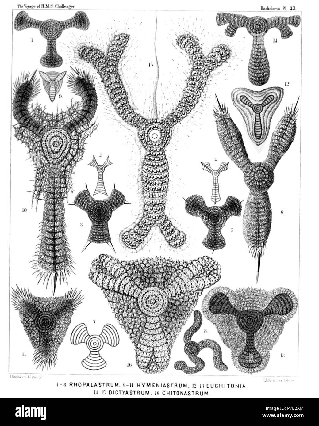 English: Illustration from Report on the Radiolaria collected by H.M.S. Challenger during the years 1873-1876. Part III. Original description follows:  Plate 43. Porodiscida.  Diam.  Fig. 1. Rhopalastrum malleus, n. sp., × 100  Fig. 2. Rhopalastrum ypsilinum, n. sp., × 50  Fig. 3. Rhopalastrum hexaceros, n. sp., × 100  Fig. 4. Rhopalastrum triceros, n. sp., × 50  Fig. 5. Rhopalastrum trispinosum, n. sp. (vel Dictyastrum trispinosum), × 150  Fig. 6. Rhopalastrum arcticum, n. sp., × 300  Fig. 7. Rhopalastrum hexagonum, n. sp. (vel Dictyastrum hexagonum), × 100  Fig. 8. Rhopalastrum irregulare, n Stock Photo