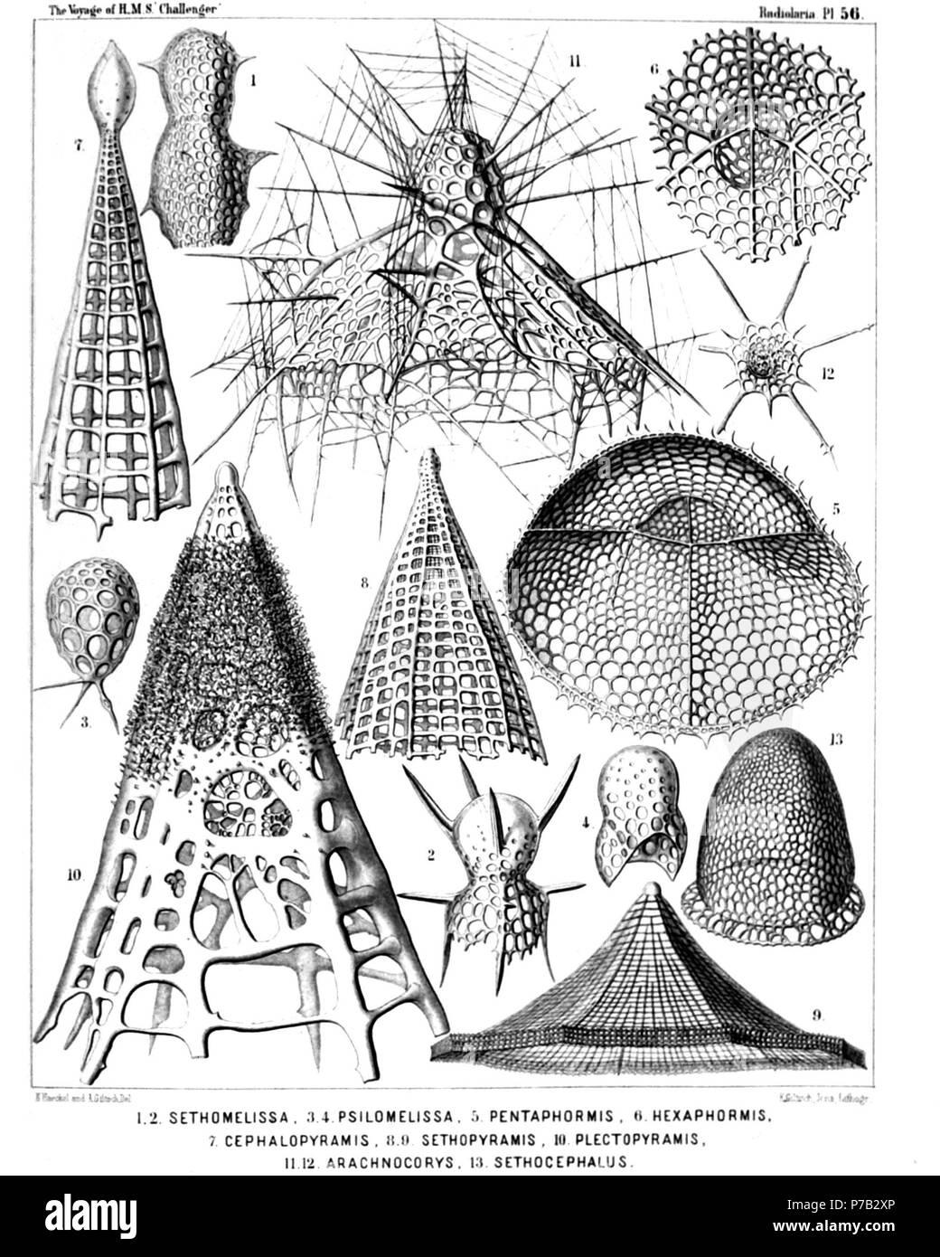 English: Illustration from Report on the Radiolaria collected by H.M.S. Challenger during the years 1873-1876. Part III. Original description follows:  Plate 56. Tripocyrtida, Anthocyrtida et Sethocyrtida.  Diam.  Fig. 1. Lithomelissa bütschlii, n. sp. (vel Sethomelissa bütschlii), × 400  Fig. 2. Lithomelissa decacantha, n. sp. (vel Sethomelissa decacantha), × 400  Fig. 3. Psilomelissa calvata, n. sp., × 400  The cephalis alone, with the three collar beams.  Fig. 4. Lychnodictyum scaphopodium, n. sp., × 400  Fig. 5. Sethophormis pentalactis, n. sp. (vel Pentaphormis pentalactis), × 400  Obliqu Stock Photo