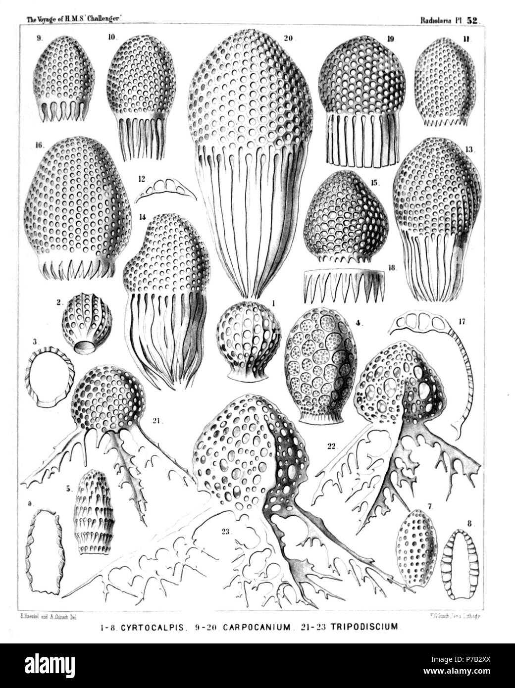 English: Illustration from Report on the Radiolaria collected by H.M.S. Challenger during the years 1873-1876. Part III. Original description follows:  Plate 52. Tripocalpida, Phænocalpida, Cyrtocalpida et Anthocyrtida.  Diam.  Fig. 1. Cyrtophormis pila, n. sp., × 300  Fig. 2. Cyrtophormis ærostatica, n. sp., × 300  Fig. 3. Cyrtophormis ærostatica, n. sp., × 300  Longitudinal section.  Fig. 4. Cyrtocalpis sethopora, n. sp., × 600  Fig. 5. Cyrtocalpis lithomitra, n. sp., × 400  Fig. 6. Cyrtocalpis lithomitra, n. sp., × 400  Longitudinal section.  Fig. 7. Cyrtocalpis compacta, n. sp., × 400  Fig Stock Photo