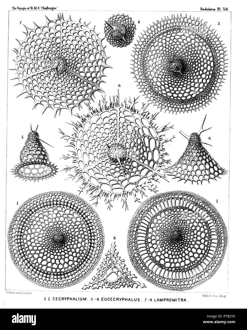 English: Illustration from Report on the Radiolaria collected by H.M.S. Challenger during the years 1873-1876. Part III. Original description follows:  Plate 58. Tripocyrtida, Sethocyrtida, Phormocyrtida et Theocyrtida.  Diam.  Fig. 1. Cecryphalium sestrodiscus, n. sp., × 400  Apical view.  Fig. 2. Cecryphalium lamprodiscus, n. sp., × 400  Apical view.  Fig. 3. Clathrocyclas coscinodiscus, n. sp., × 400  Apical view.  Fig. 4. Clathrocyclas coscinodiscus, n. sp., × 700  The cephalis alone, with the two horns.  Fig. 5. Clathrocyclas semeles, n. sp., × 400  Lateral view.  Fig. 6. Sethoconus capre Stock Photo