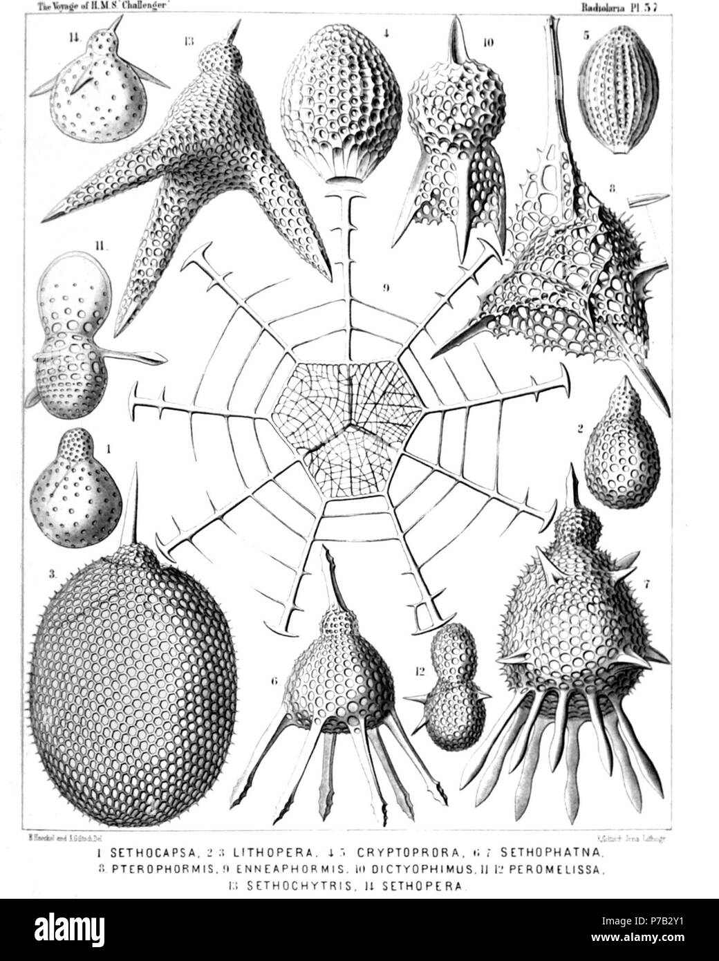 English: Illustration from Report on the Radiolaria collected by H.M.S. Challenger during the years 1873-1876. Part III. Original description follows:  Plate 57. TRIPOCYRTIDA, ANTHOCYRTIDA et SETHOCYRTIDA.  Diam.  Fig. 1. Dicolocapsa microcephala, n. sp., × 400  Fig. 2. Sethocapsa pyriformis, n. sp., × 300  Fig. 3. Lithopera ananassa, n. sp., × 500  Fig. 4. Sethamphora favosa, n. sp. (vel Cryptoprora favosa), × 400  Fig. 5. Sethamphora microstoma, n. sp. (vel Cryptoprora microstoma), × 300  Fig. 6. Clistophæna hexolena, n. sp., × 300  Fig. 7. Clistophæna armata, n. sp., × 300  Fig. 8. Clathrom Stock Photo
