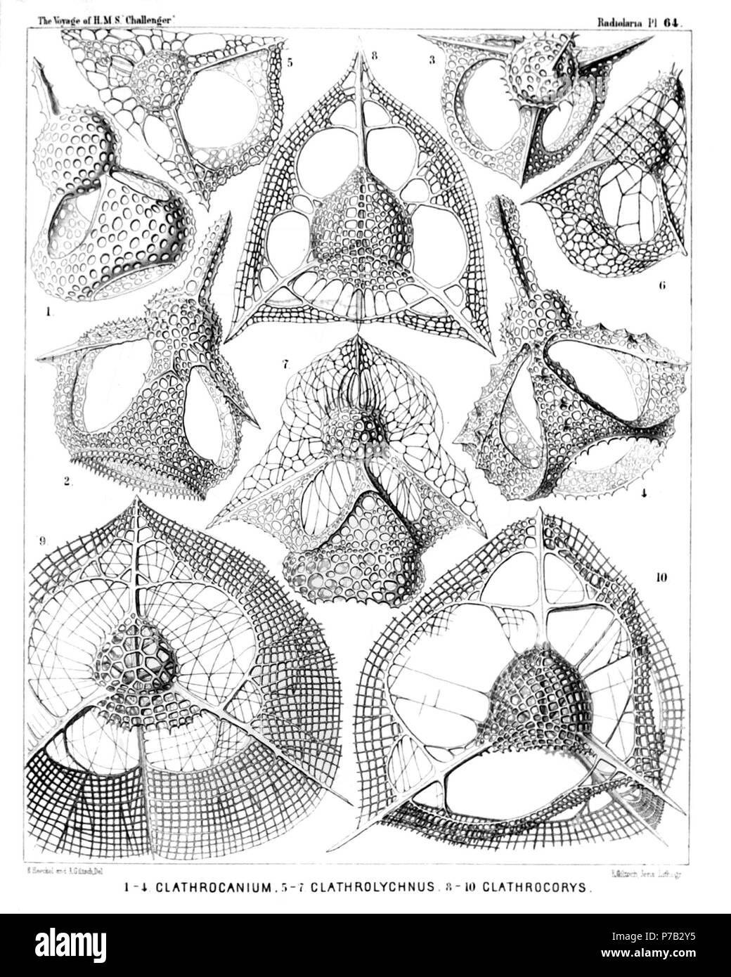 English: Illustration from Report on the Radiolaria collected by H.M.S. Challenger during the years 1873-1876. Part III. Original description follows:  Plate 64. Tripocyrtida et Podocyrtida.  Diam.  Fig. 1. Clathrocanium sphærocephalum, n. sp., × 600  Fig. 2. Clathrocanium diadema, n. sp., × 600  Fig. 3. Clathrocanium triomma, n. sp., × 600  Fig. 4. Clathrocanium reginæ, n. sp., × 600  Fig. 5. Clathrolychnus araneosus, n. sp., × 600  Fig. 6. Clathrolychnus periplectus, n. sp., × 600  Fig. 7. Pteropilium clathrocanium, n. sp., × 400  Fig. 8. Clathrocorys murrayi, n. sp., × 600  Fig. 9. Clathroc Stock Photo