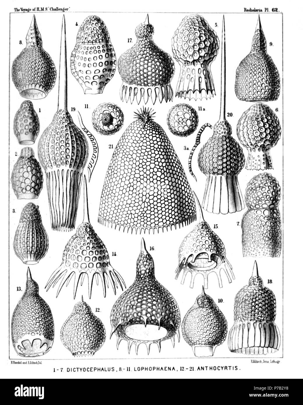 English: Illustration from Report on the Radiolaria collected by H.M.S. Challenger during the years 1873-1876. Part III. Original description follows:  Plate 62. Anthocyrtida, Sethocyrtida et Phormocyrtida.  Diam.  Fig. 1. Dictyocephalus australis, n. sp., × 300  Fig. 2. Dictyocephalus mediterraneus, n. sp., × 300  Fig. 3. Sethamphora costata, n. sp. (vel Dictyocephalus costatus), × 300  Fig. 4. Dictyocephalus amphora, n. sp., × 400  Fig. 5. Cycladophora () favosa, n. sp. (an Dictyocephalus), × 400  Fig. 6. Cycladophora () favosa, n. sp. (an Dictyocephalus), × 400  A variety with obliterated r Stock Photo