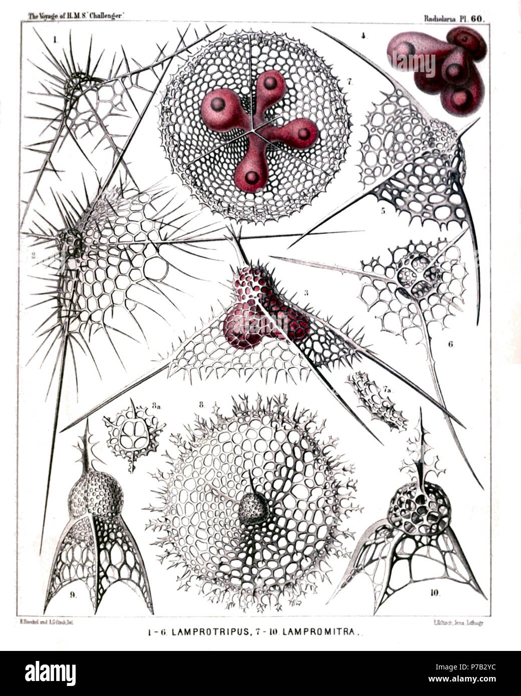 English: Illustration from Report on the Radiolaria collected by H.M.S. Challenger during the years 1873-1876. Part III. Original description follows:  Plate 60. Tripocyrtida.  Diam.  Fig. 1. Dictyophimus cienkowskii, n. sp. (vel Lamprotripus squarrosus), × 300  Shell seen from the side.  Fig. 2. Dictyophimus bütschlii, n. sp. (vel Lamprotripus horridus), × 300  Fig. 3. Dictyophimus hertwigii, n. sp. (vel Lamprotripus spinosus), × 400  The cephalis of the shell includes the central capsule, with three lobes depending in the pyramidal thorax.  Fig. 4. Dictyophimus platycephalus, n. sp., × 400   Stock Photo